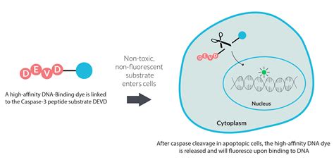 NucView® Caspase-3 Substrates - Biotium