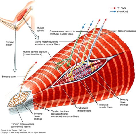 Muscle spindle (3-4mm), Extrafusal intrafusal muscle fibers, Alpha and gamma motor neurons ...