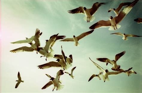 MY BIRDS PICS: bird, birds, flying, nature, seagull, sky