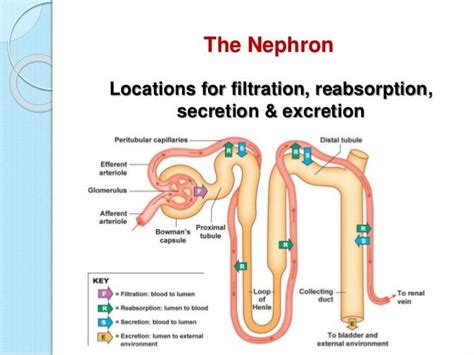 Nephron Reabsorption And Secretion | Renal physiology, Physiology, Renal