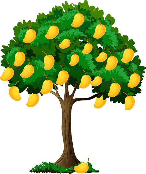 árbol de mango amarillo aislado sobre fondo blanco 2284808 Vector en ...