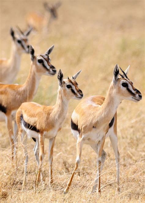 Thompson's Gazelle | Animals wild, Gazelle, Animals beautiful