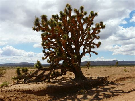 Free Images : landscape, sand, prickly, flower, thorn, dry, soil, national park, flora, savanna ...