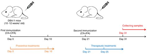 Flowchart for the generation of collagen-induced arthritis model mice ...