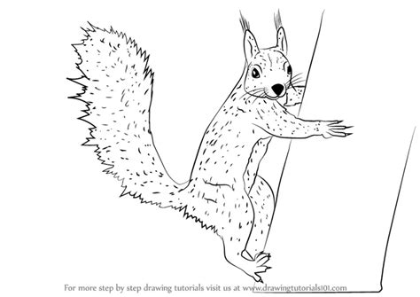 How to Draw a Squirrel Climbing a Tree (Rodents) Step by Step | DrawingTutorials101.com