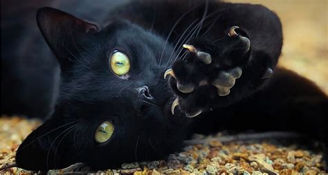 Understanding Black Dog and Black Cat Halloween Myths | BeChewy