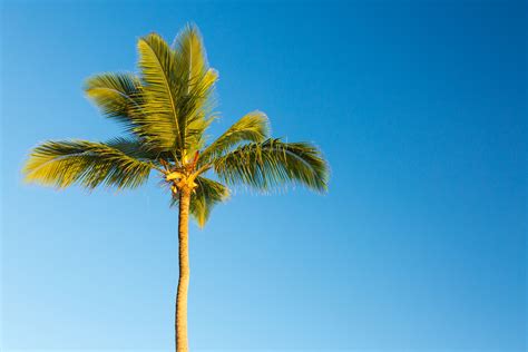 Tropical Palm Tree Free Stock Photo - Public Domain Pictures