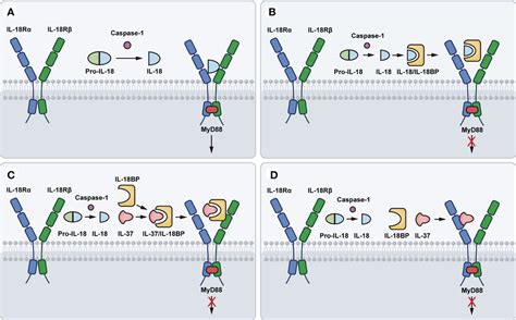 Frontiers | Interleukin-18 and IL-18BP in inflammatory dermatological ...