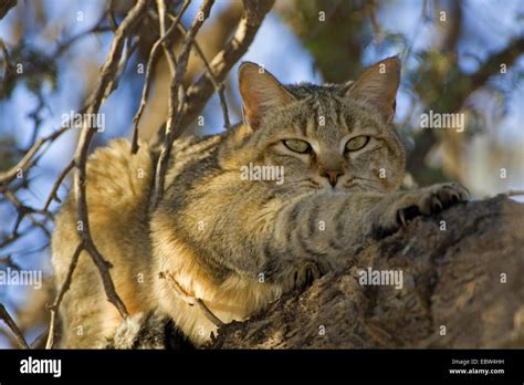 African wildcat (Felis lybica, Felis libyca, Felis silvestris lybica, Felis silvestris libyca ...