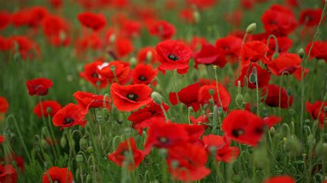 Field of Poppies Wallpaper - WallpaperSafari