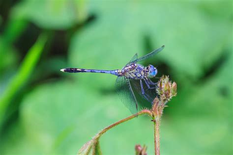 Dragonfly Totem & Spirit Animal | Meaning