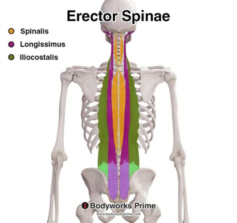 Erector Spinae Origin And Insertion Online Australia | www.micoope.com.gt