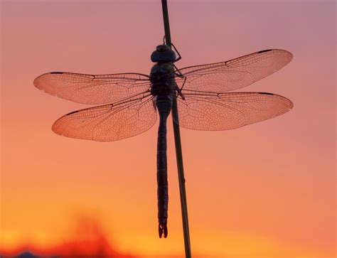 Red Dragonfly Symbolism And The Transformation Of Death