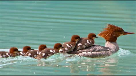 Merganser Ducklings