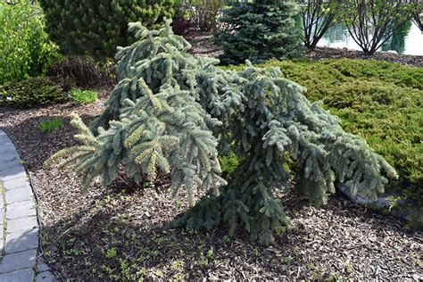 Weeping Colorado Blue Spruce (Picea pungens 'Pendula') in Inver Grove Heights, Minnesota (MN) at ...