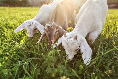 How to Use Goats and Sheep to Clear Brush - Modern Farmer