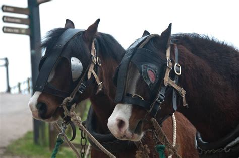 Ponies | National Coal Mining Museum for England | Pony, Coal mining ...