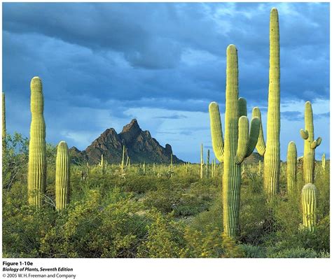 Sonoran Desert, Arizona | Majestic Landscapes