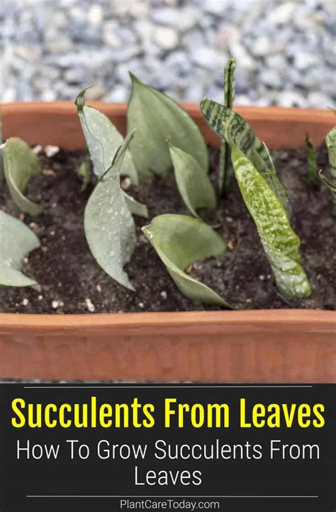 How To Grow Succulents From Leaves