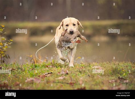 Labrador ducks hi-res stock photography and images - Alamy