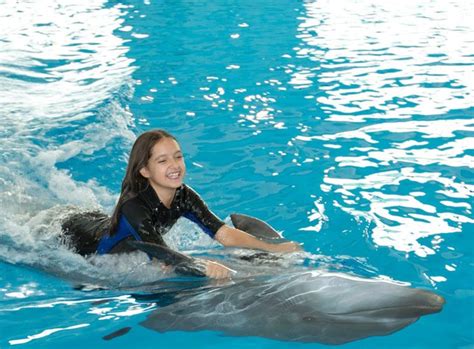 Dubai Dolphinarium Shows | Book Dolphin & Seal Show @ 20% Off