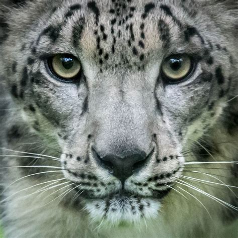 Snow Leopard - Snow Leopard (Panthera uncia) | Snow leopard, Big cats, Wild cats