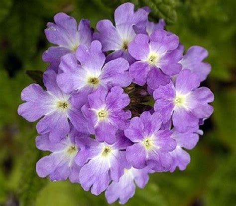 50 Verbena Seeds Imagination Flower Seeds