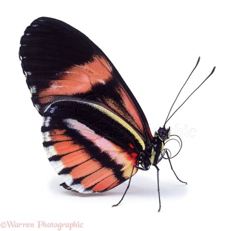 Heliconius butterfly photo WP06053