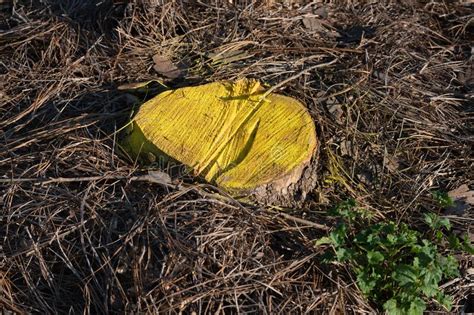 Yellow Painted Tree Stump stock photo. Image of vintage - 238412960