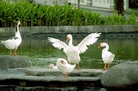 Free swan Stock Photo - FreeImages.com