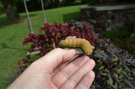 Saturdays Vintage Finds: Luna Moth Caterpillar