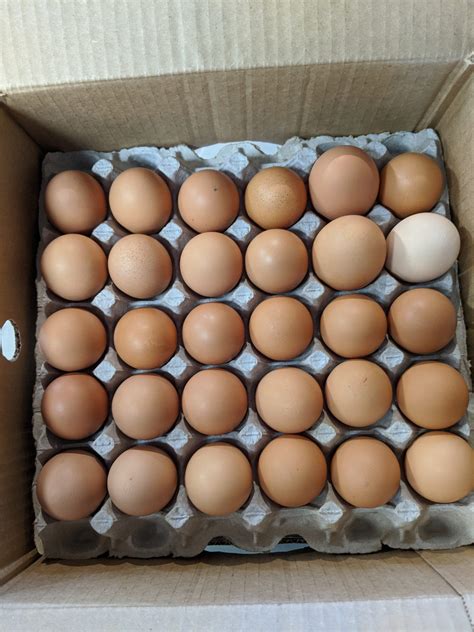 Bulk Eggs (flats) | Watson Farms