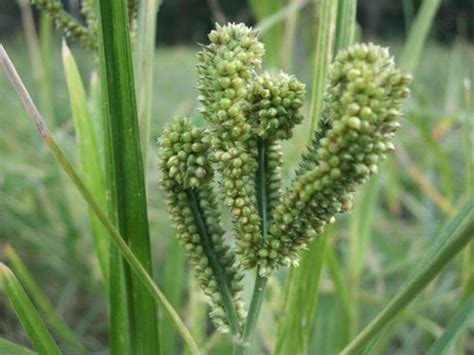 'Ragi', The Wonder Millet For Holistic Eating & Weight Loss - ODISHA BYTES