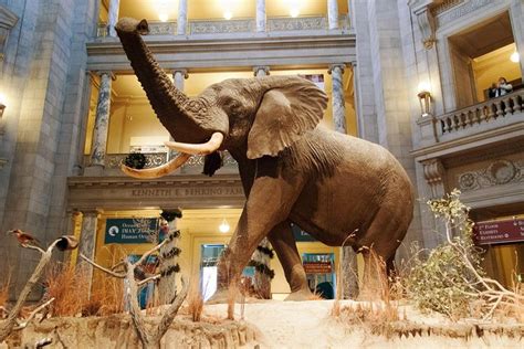 Washington DC Natural History Museum Small-Group, Private Tour 2024