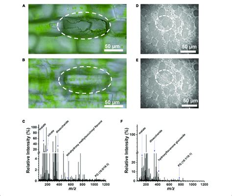 | Selective cell sampling in leaf tissue composed of two cell layers ...