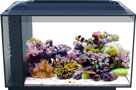 Amazon.com: saltwater fish tank kit