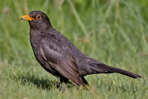 File:Common Blackbird.jpg - Wikimedia Commons