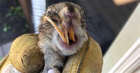 Woman Finds Squirrel With Overgrown Teeth - Immediately Takes Him Home ...