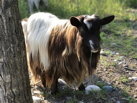 Myotonic & Mini Silky Fainting Goat Bucks - Dos Cabras Ranch: Mini ...