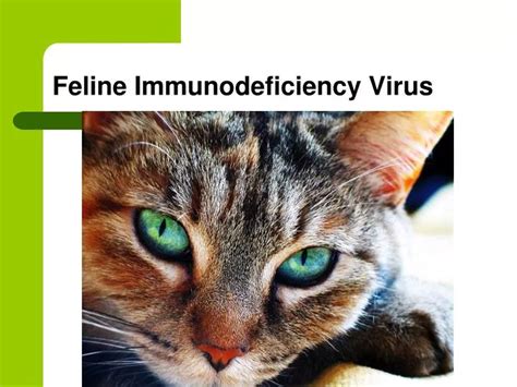 PPT - Feline Immunodeficiency Virus PowerPoint Presentation, free download - ID:6908469