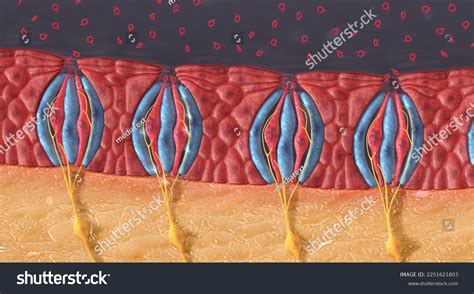 Taste Receptors Located Around Small Structures Stock Illustration 2251621803 | Shutterstock