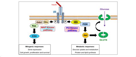 | Intracellular insulin receptor signaling. The binding of insulin to ...