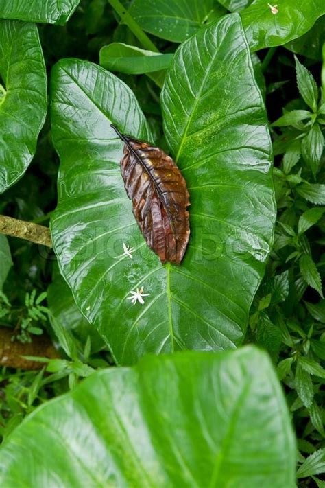 Yam plant in tropical rain forest | Stock image | Colourbox