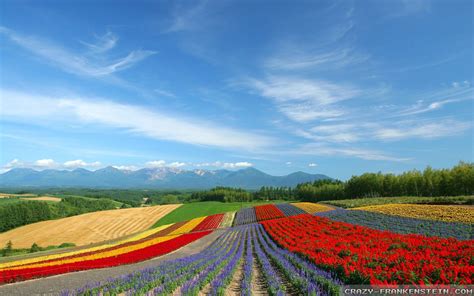 Flower Scenery Wallpapers - Top Free Flower Scenery Backgrounds - WallpaperAccess