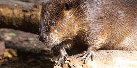 Beaver | Smithsonian's National Zoo and Conservation Biology Institute