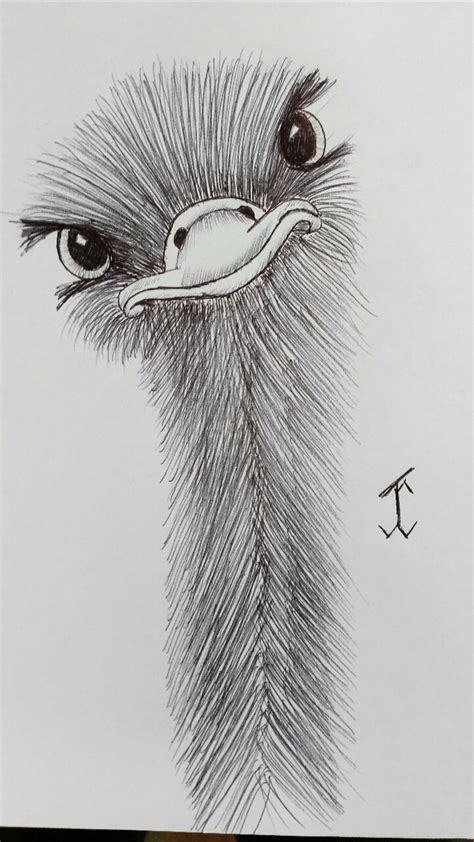 AnimalsOstrich #emu #ostrich #drawing #draw #pen #art | Art sketches pencil, Cool art drawings ...