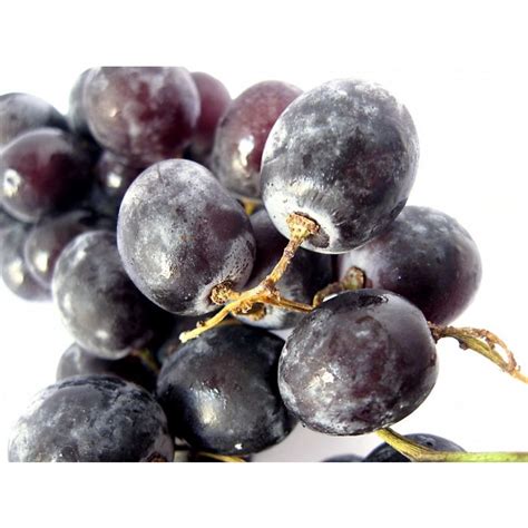 Black Seedless Grape | Grapes | Fruit Suppliers