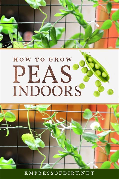 Growing Peas Indoors: From Seed to Harvest in Your Home | Growing peas ...