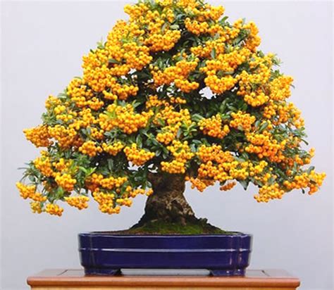 Bonsai Cherry Tree With Fruit | Aneka Ragam Bentuk Bonsai