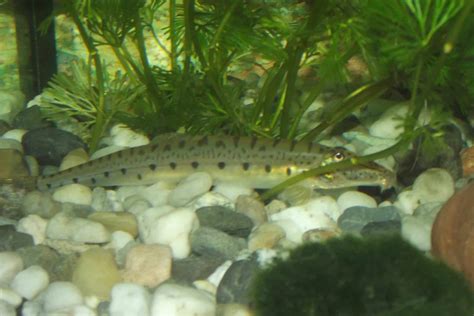 Dwarf Chain Loach (Ambastaia Sidthimunki): Ultimate Care Guide - Fish ...